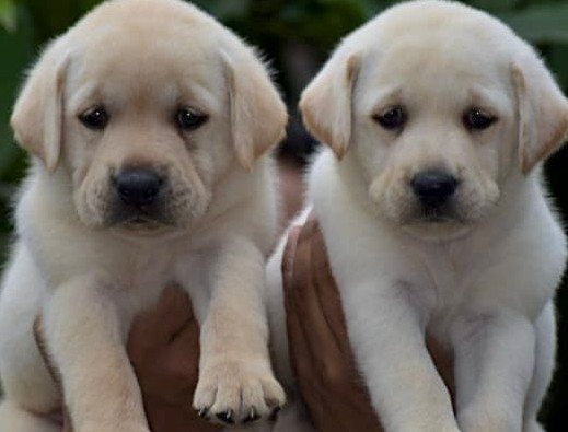 Buy Vaccinated  Labrador Retriever  Puppy from Ahmedabad